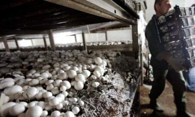 Українські заробітчани перерахували рекордну суму на батьківщину