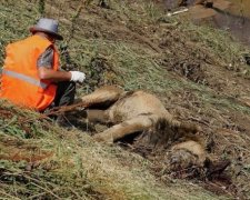 В Тбілісі лев загриз людину