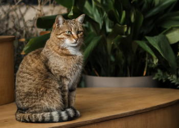 Котик, фото із соцмереж