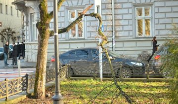 Буря в Івано-Франківську повалила дерева на припарковані авто (фото)