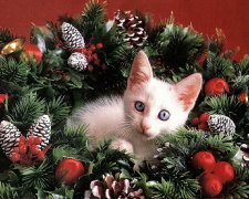 Вбивство Ноздровської: копи відповіли на бунт українців гучною заявою