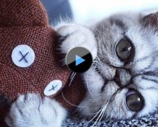 Кот с огромными глазами стал звездой Instagram