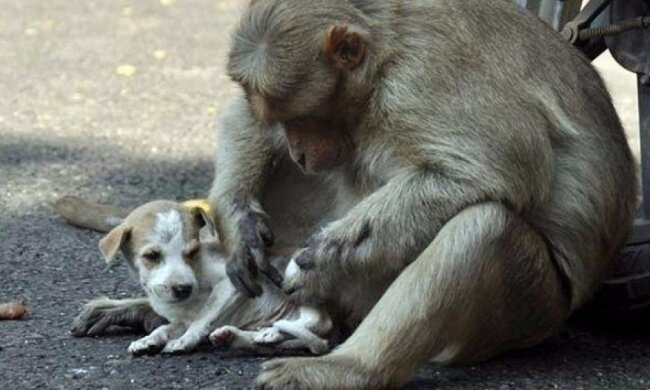 Заботливая обезьяна тронула сеть, спасая щенка