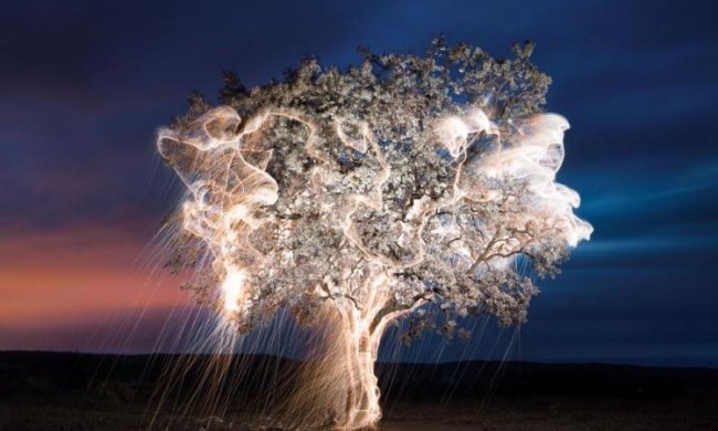 Дерева-світляки: вчені знайшли реальну заміну електриці