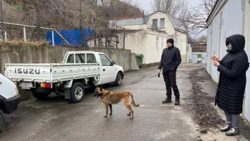 Собаки работают на таможне: Суспільне