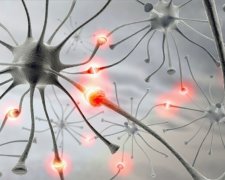 Оружие против Альцгеймера: ученые вырастили мини-мозг