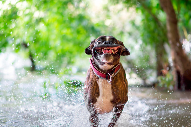 Найсмішніші знімки собак, які вміють здивувати господаря: "я зльобів, і не про що не шкодую"