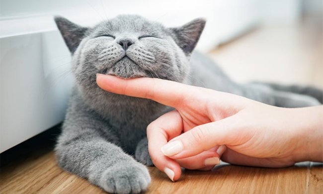 Рождественское чудо: кошка уходила из дома на 14 лет и вернулась в канун праздника