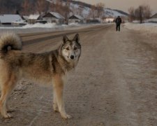 Больные подонки: в Киеве собак убивают изощренным способом