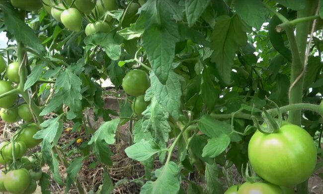 томати, скріншот з відео