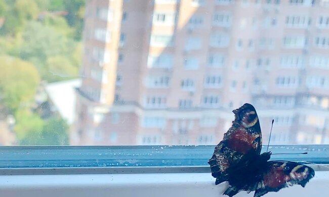 Прогноз погоди, facebook.com/tala.didenko