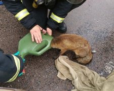 Міська лисиця застрягла головою в лійці