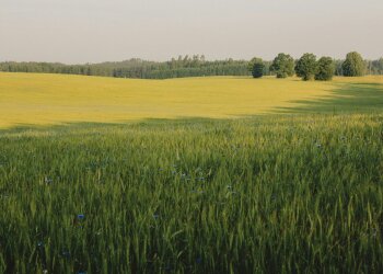 Старый акт на право собственности на земельный участок