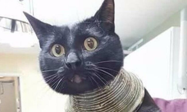 Кішка, що застрягла у вазі набрала 2 млн. переглядів 