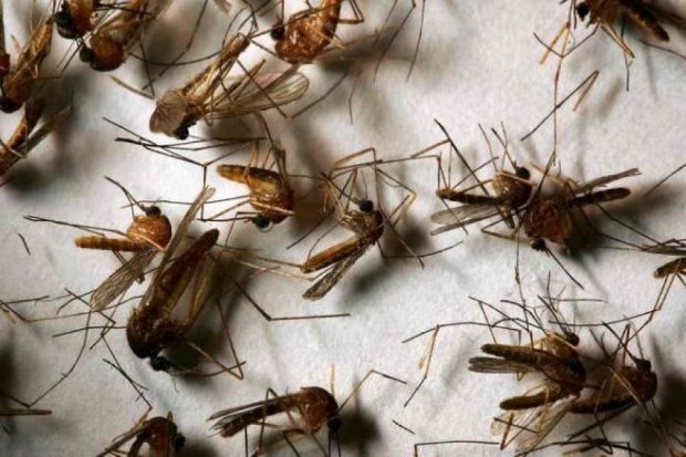 Microsoft навчила роботів ловити комарів