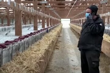 У Данії знищать 17 мільйонів норок: "Вірус мутує!"