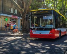 Экзотическое животное разгуливало по улицам Одессы: видео