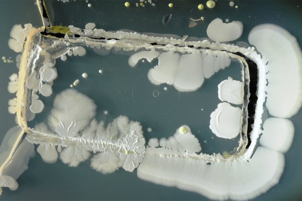 В семь раз грязнее унитаза: какую опасность таят смартфоны