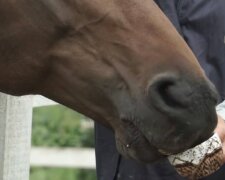 Стайня, фото: скріншот з відео