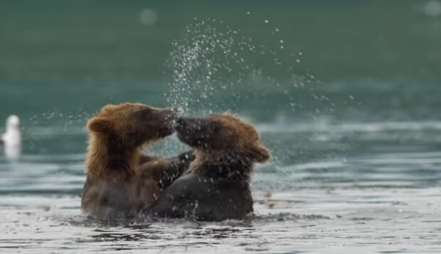 Бурі ведмеді, фото: Знай.ua