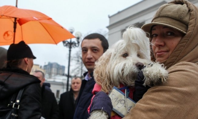 За знущання над тваринами почнуть кидати за ґрати