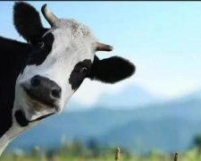 У Криму дефіцит молочних продуктів