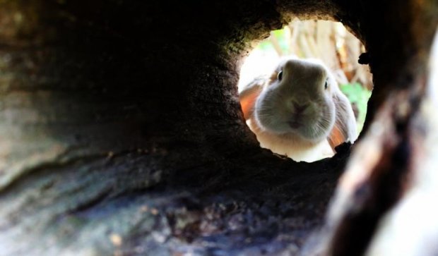 Кролик прорив нору в таємну печеру тамплієрів