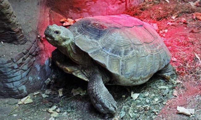 Зима близько: Тарифи змушують зоопарк підняти ціни
