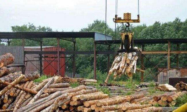 Волинських лісівників перевірять на причетність до контрабанди