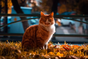 кошка, фото pxhere
