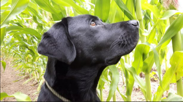 График кормлений и порции: сколько на самом деле должны есть щенки