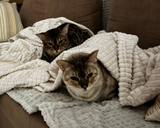 Котики, фото: Знай.ua