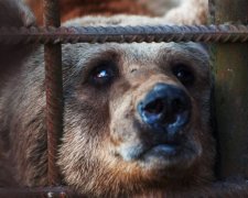 Ведмедя, який покалічив жінку в Томську, просять не вбивати