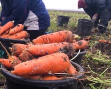 Моркву не чіпатимуть шкідники, а врожай буде ідеальним, прості поради усім огородникам