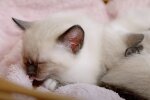 Котик, скриншот: Youtube