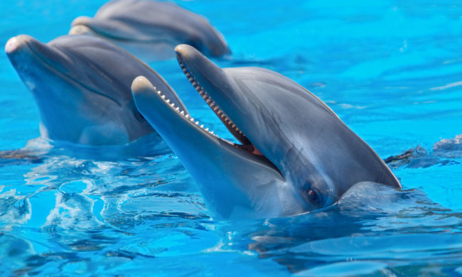 Дельфіни почали дивитися телевізор. Вони в захваті від мультика "Губка Боб Квадратні Штани" і передачі "Планета Земля" від BBC