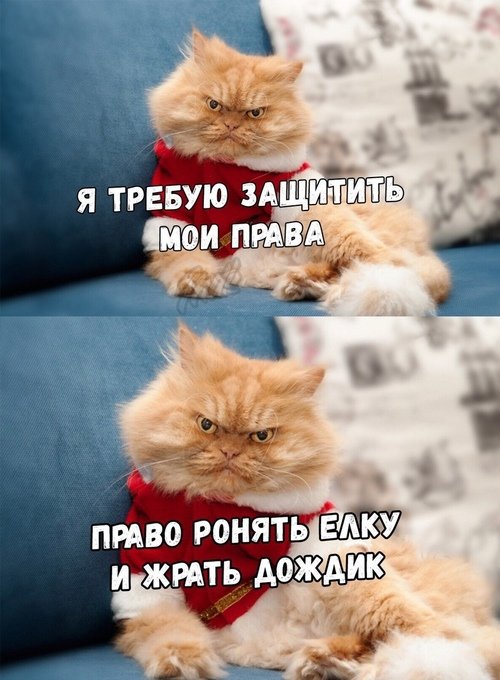 Фото ржущий кот