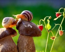Улиток превратят в инъекцию для онкобольных