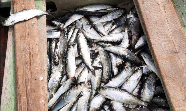 незаконний вилов риби