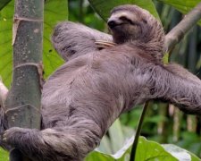 Международный день лени 2017: история праздника