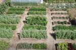 Самое лучшее удобрение для огородника: сделайте ваши кабачки спелыми и вкусными