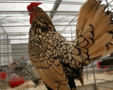 На Львовщине похитили декоративных кур
