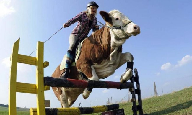 В Новой Зеландии юная красавица оседлала корову