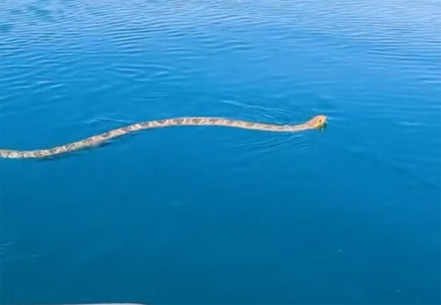 Змея, скриншот из видео