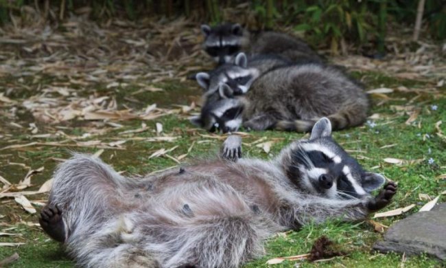 Єноти вчинили нахабне пограбування на Буковині