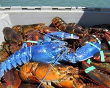 Рибалки зловили в сіті небаченого звіра