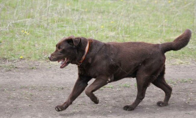 Українським шкуродерам тепер загрожують реальні терміни