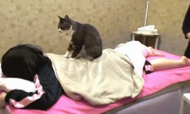 Японці взяли на роботу в спа-центр кота-масажиста