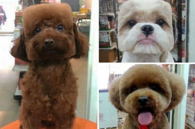 Тайванці ввели новий тренд у собачих стрижках