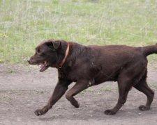 Украинским живодерам теперь грозят реальные сроки